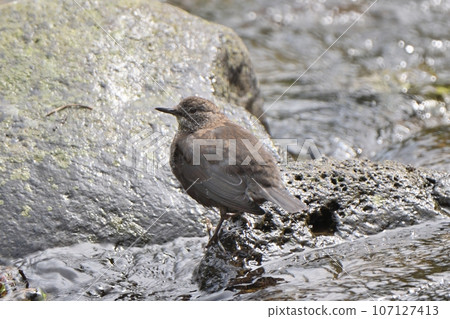 知床半島溪流中的河鴉尋找食物 107127413