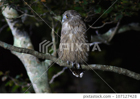 布萊基斯頓魚鴞棲息在知床半島的樹枝上尋找魚 107127428