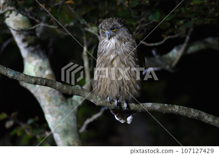 布萊基斯頓魚鴞棲息在知床半島的樹枝上尋找魚 107127429