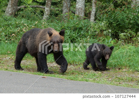 一群棕熊在知床半島的路上行走 一群棕熊在知床半島的路上行走 107127444