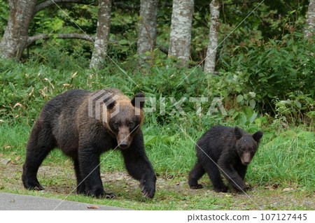 A family of brown bears walking along the road on the Shiretoko Peninsula A family of brown bears walking along the road on the Shiretoko Peninsula 107127445