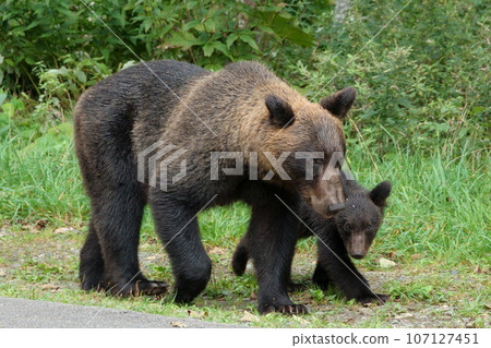 A family of brown bears walking along the road on the Shiretoko Peninsula A family of brown bears walking along the road on the Shiretoko Peninsula 107127451