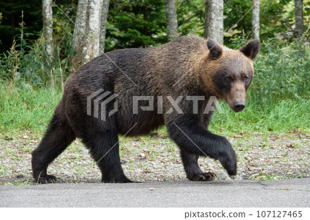 A female brown bear walks in front of a car on the road on the Shiretoko Peninsula. A female brown bear walks in front of a car on the road on the Shiretoko Peninsula. 107127465