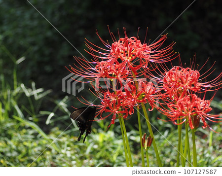 Higambuna和黑醋栗 107127587