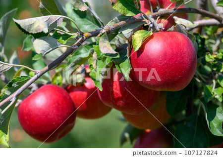Apple field Kogyoku 107127824