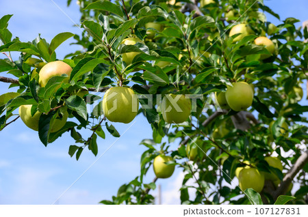 Shinano Gold Shinano Gold 107127831