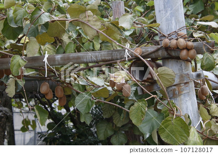 Kiwifruit (Mitsuke City, Niigata Prefecture) Kiwifruit (Mitsuke City, Niigata Prefecture) 107128017