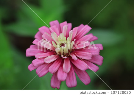 百日草0169 107128020