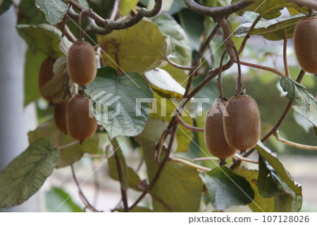 Kiwifruit (Mitsuke City, Niigata Prefecture) Kiwifruit (Mitsuke City, Niigata Prefecture) 107128026