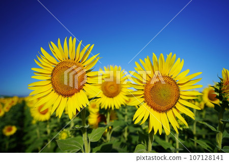 向日葵3971 向日葵3971 107128141