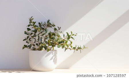 Green indoor plant in a white cylindrical pot against a white wall background. High quality photo Green indoor plant in a white cylindrical pot against a white wall background. High quality photo 107128597