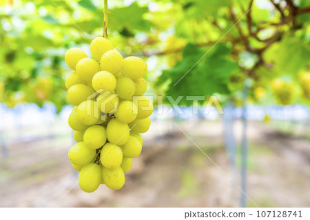 Ripe Shine Muscat Grape Picking Sendai City, Miyagi Prefecture Ripe Shine Muscat Grape Picking Sendai City, Miyagi Prefecture 107128741