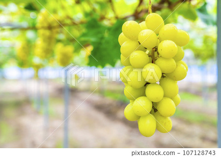 Ripe Shine Muscat Grape Picking Sendai City, Miyagi Prefecture 107128743