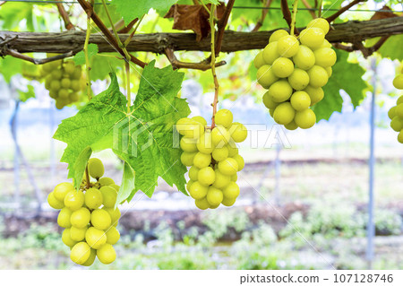 Ripe Shine 馬斯喀特葡萄採收 宮城縣仙台市 107128746