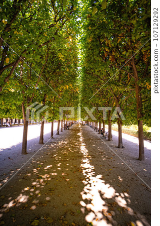 The gardens and promenades at the Royal Palace in Paris 107129292