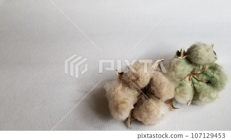 Two light brown and green cotton seeds against a white paper background 107129453
