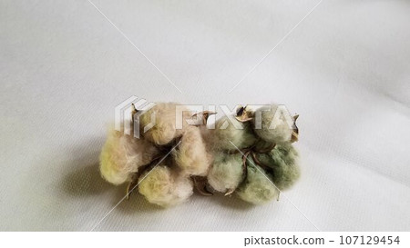 Light brown and green cottonseed 3 on white paper background Light brown and green cottonseed 3 on white paper background 107129454