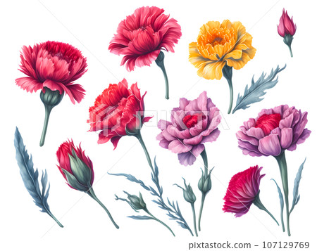 set of watercolor carnation on white background,generative ai 107129769