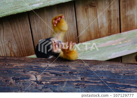 And now squirrel monkey And now squirrel monkey 107129777