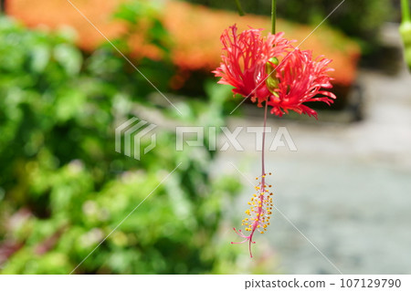 Furinbussoge of Ishigaki Island Furinbussoge of Ishigaki Island 107129790