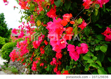 Bougainvillea at Ishigakijima Bougainvillea at Ishigakijima 107129836