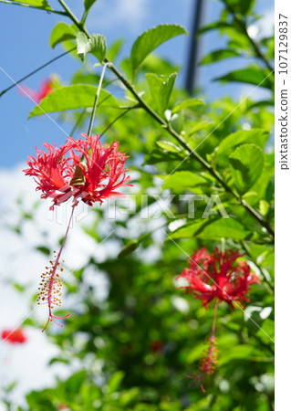 Furinbussoge of Ishigaki Island Furinbussoge of Ishigaki Island 107129837