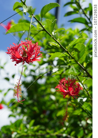 Furinbussoge of Ishigaki Island Furinbussoge of Ishigaki Island 107129838