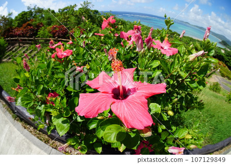 Tamazusaki天文台的芙蓉 107129849