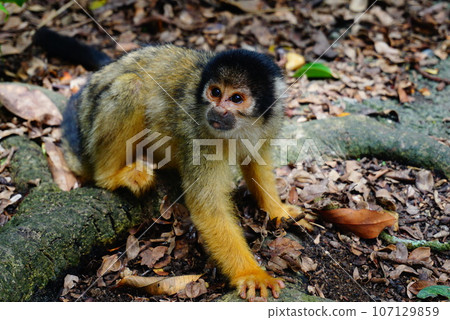 And now squirrel monkey And now squirrel monkey 107129859