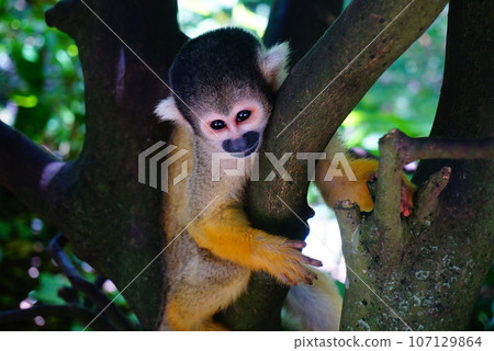 And now squirrel monkey And now squirrel monkey 107129864