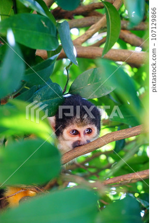 而現在是松鼠猴 107129866