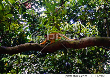 And now squirrel monkey And now squirrel monkey 107129869
