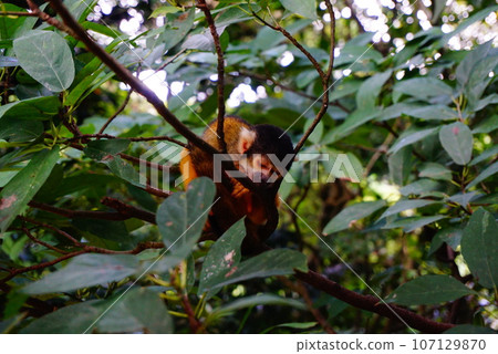And now squirrel monkey And now squirrel monkey 107129870