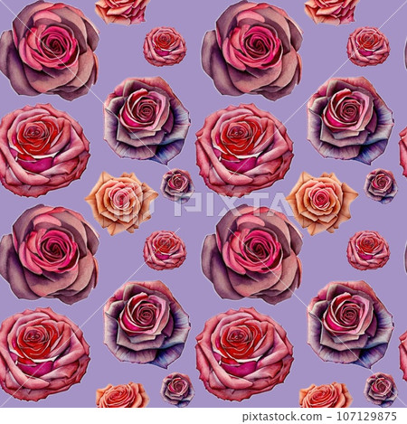 Rose Rose 107129875