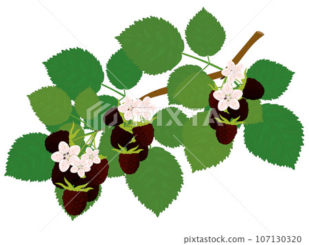 Raspberry branch with leaves, flowers and berries vector illustration 107130320