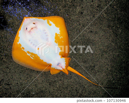 The belly of a stingray has fountain holes and gill holes that look like eyes and ribs, and the entire belly looks like a face. 107130946