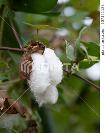 打開的棉花果實的白色絨毛 107131128