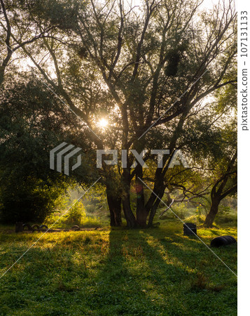 Natural sunlight and sun rays through woods trees in forest autumn early morning 107131133