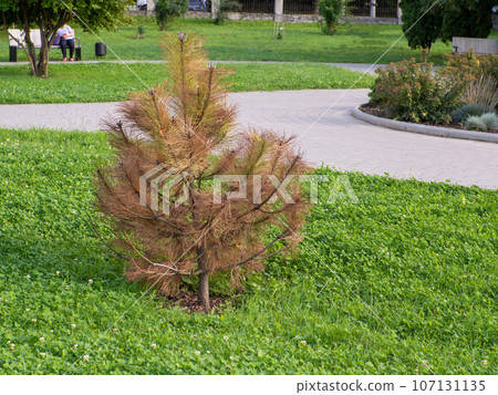 Black pine, Austrian pine, Pinus nigra problems and disease Black pine, Austrian pine, Pinus nigra problems and disease 107131135