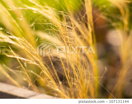 Close-up shot of the dried Mexican feather grass, Stipa tenuissima, Pony Tails Close-up shot of the dried Mexican feather grass, Stipa tenuissima, Pony Tails 107131144