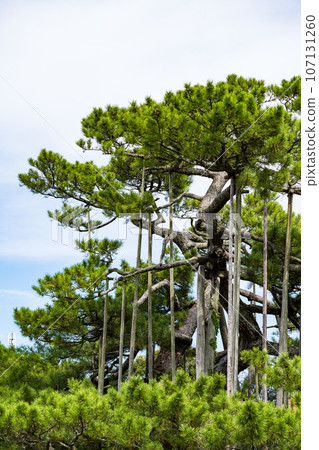 Image of Sanemorizuka with a sense of history | Image of a large pine tree | Kaga City, Ishikawa Prefecture 107131260
