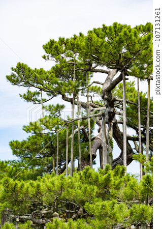 Image of Sanemorizuka with a sense of history | Image of a large pine tree | Kaga City, Ishikawa Prefecture 107131261