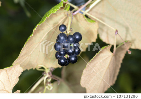 桑葉葡萄 107131290