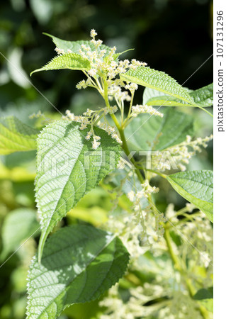 Koshi Koshi 107131296