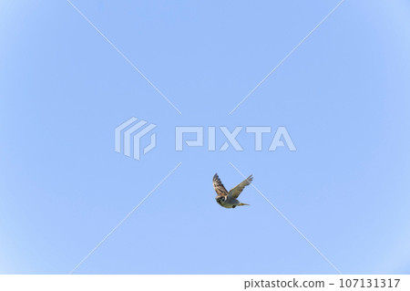 麻雀 麻雀 107131317