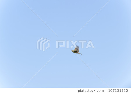 弗林特火 弗林特火 107131320