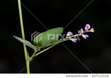 Nusubitohagi 107131329