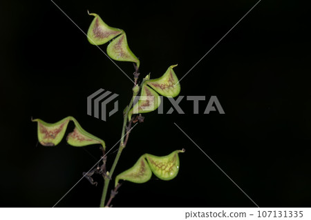 Nusubitohagi 107131335