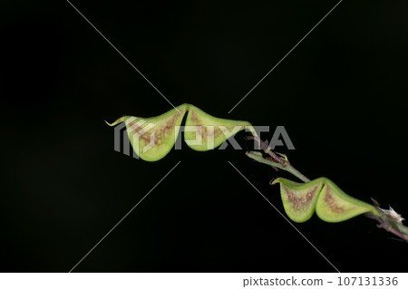 Nusubitohagi 107131336