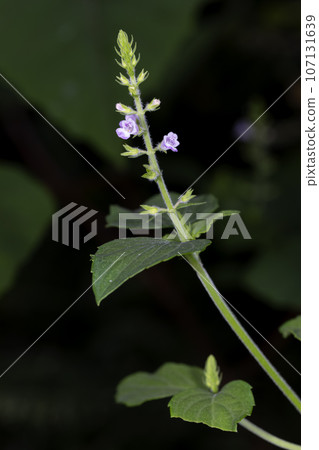 Gimpi Gimpi 107131639